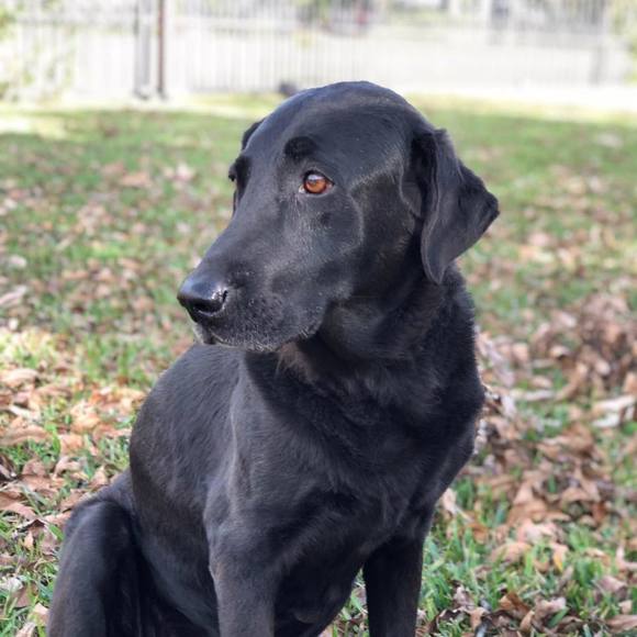 Meet your Posher, Liliana - Picture 1 of 1